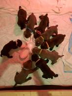 Cane corso, Overige rassen, 8 tot 15 weken, Parvo, Meerdere