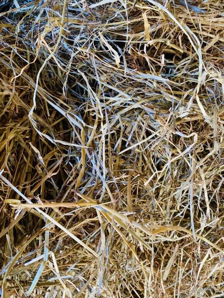 Midibalen hooi gezocht, Ophalen of Verzenden, Vee