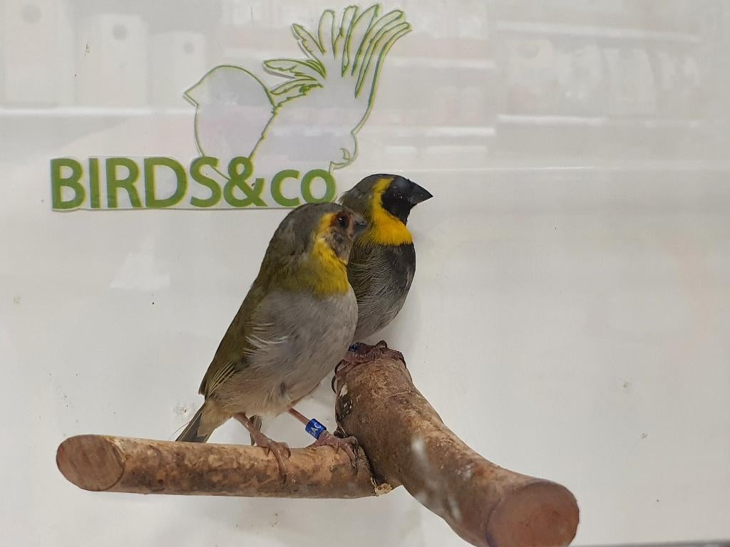 Cubavinken poppen beschikbaar, Meerdere dieren, Tropenvogel