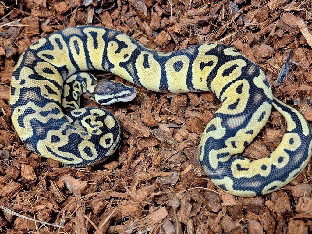 Python regius 0.1 Pastel het Clown pos het VPI Ball Python - female for sale from Simon