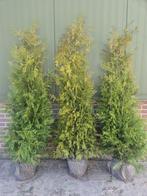⛔️AANBIEDING⛔️ Coniferen inclusief bezorgen, Bloeit niet, Halfschaduw, 100 tot 250 cm, Overige soorten