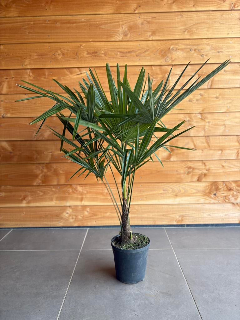 Palmboom Trachycarpus Fortunei, Ophalen, Zo goed als nieuw