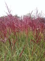 20 sierriet Miscanthus Red Chief rode pluimen €50, Volle zon, Vaste plant, Siergrassen, Ophalen of Verzenden