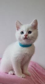 British shorhair kitten, Poes, Ontwormd, 0 tot 2 jaar