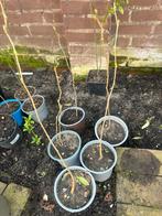 Moerbeiboom, Ophalen of Verzenden, Minder dan 100 cm