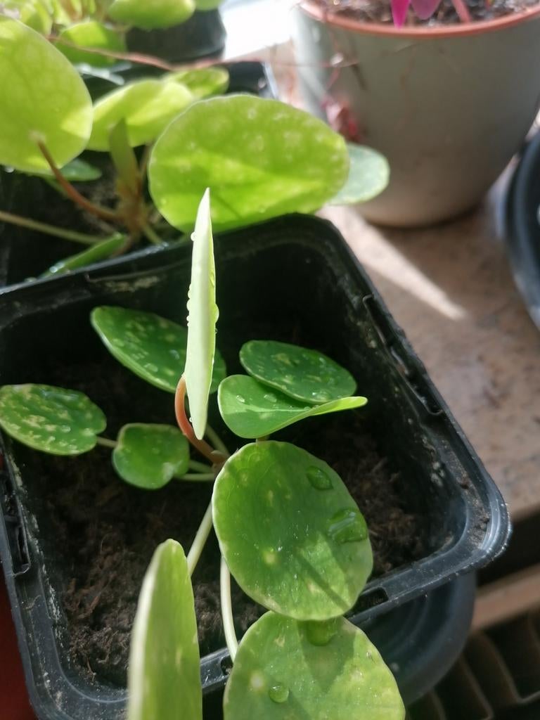 Pannekoekplant, Huis en Inrichting, Kamerplanten, Ophalen, Halfschaduw, Minder dan 100 cm