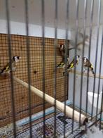 te koop bloem putters ik heb nog 5 koppels 2025