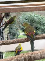 Bergparkieten bewezen koppel / 2 bergparkieten pop, Dieren en Toebehoren, Meerdere dieren, Parkiet, Geringd