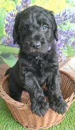 Stoere lieve labradoodle pupjes (labradoodle x  poedel), Parvo, Overige rassen, 8 tot 15 weken, Meerdere