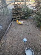 Te koop Gele goudfazant, Mannelijk, Overige soorten