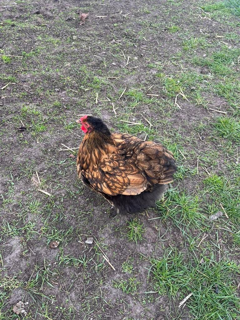 3 mooie leg / sier kippen, Vrouwelijk, Kip