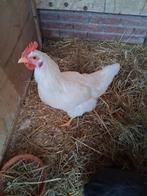 Jonge witte Haan, 4 maanden oud., Mannelijk, Kip