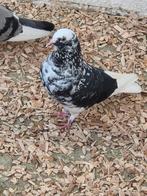 Iraanse hoogvliegers, Dieren en Toebehoren, Vogels | Duiven, Meerdere dieren, Overige soorten