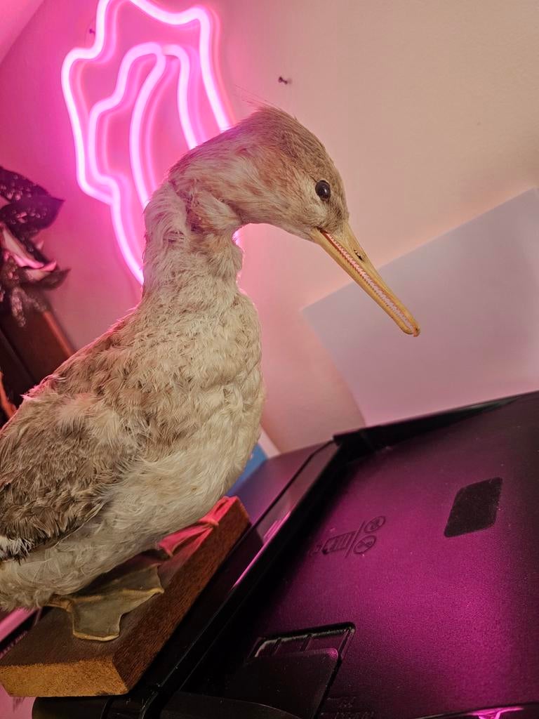 Opgezette eend - Uniek decoratiestuk, Verzamelen, Dierenverzamelingen, Ophalen of Verzenden, Gebruikt, Vogel, Opgezet dier