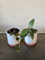 Stekjes in potjes; mother of thousands en poffertjesplant, Ophalen, Halfschaduw, Minder dan 100 cm