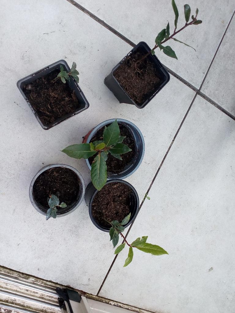 laurier nobilies, Tuin en Terras, Planten | Struiken en Hagen, Ophalen, Laurier, 100 tot 250 cm