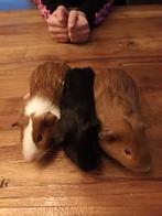Cavia's, Dieren en Toebehoren, Knaagdieren, Cavia, Januari, Meerdere dieren, Tam