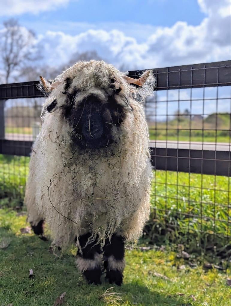 Prachtige Walliser Schwarznase ooi lam te koop!, Vrouwelijk, Schaap, 0 tot 2 jaar