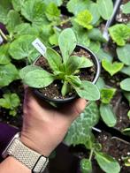 Moestuin plantjes 2026, Tuin en Terras, Ophalen, Eenjarig, Groenteplanten, Volle zon