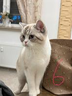 Kittens te koop SNEL VAN NEST WEG, Dieren en Toebehoren, Meerdere dieren