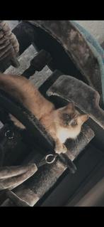 Ragdoll zoekt rustig veilig plekje, Dieren en Toebehoren, Katten en Kittens | Raskatten | Langhaar, Kater