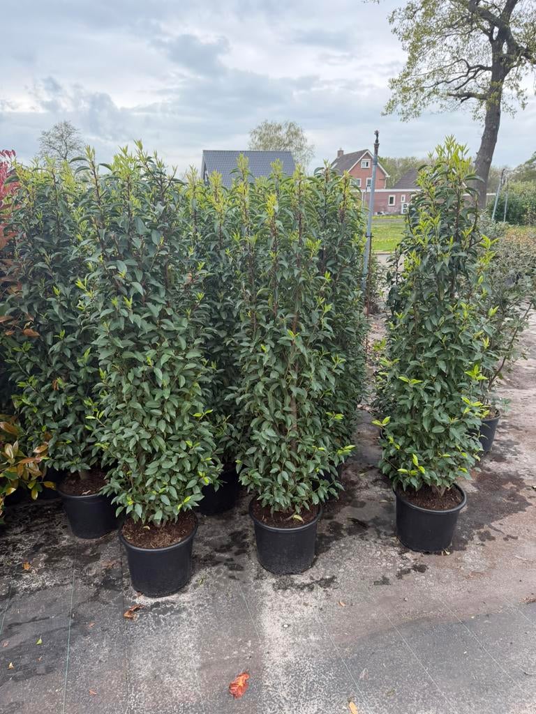 Potgekweekte portugese laurier. 140-160 cm, Tuin en Terras, Planten | Struiken en Hagen, Ophalen of Verzenden, Laurier, 100 tot 250 cm