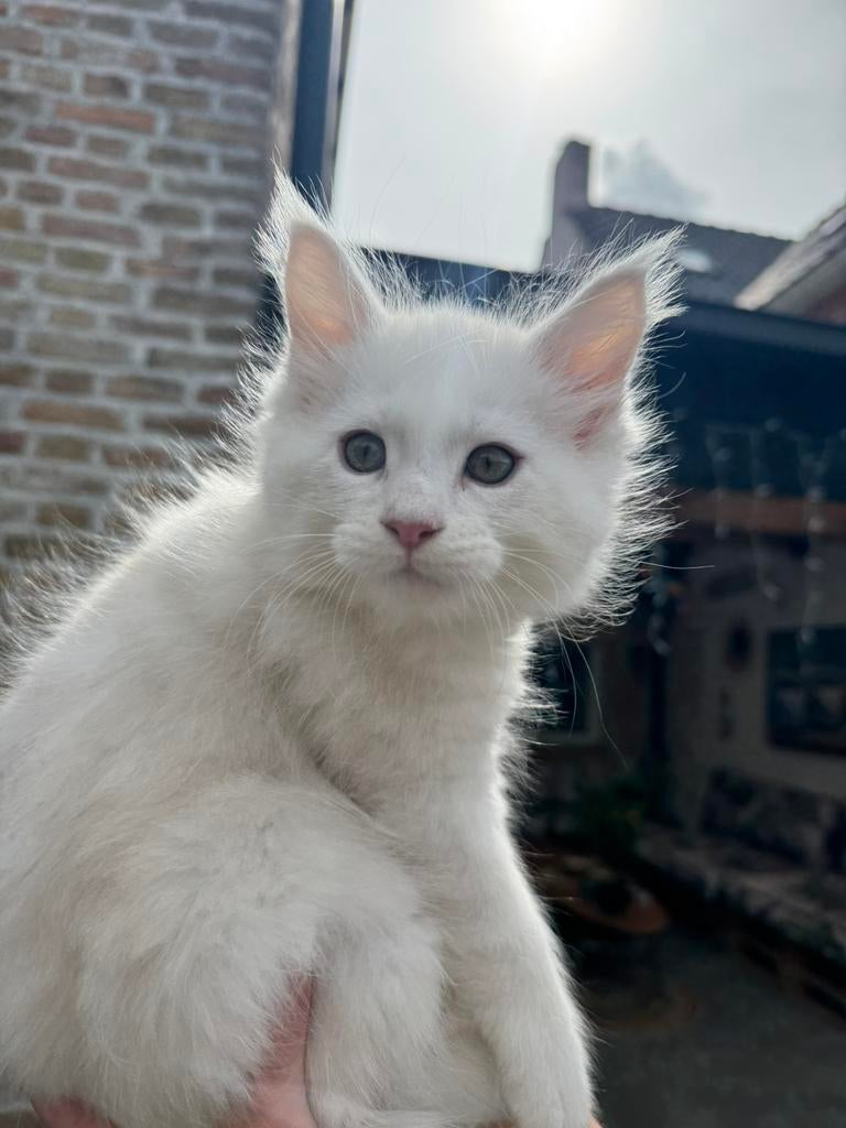Maine Coon Créme Shell kitten kater, Kater, Met stamboom, 0 tot 2 jaar