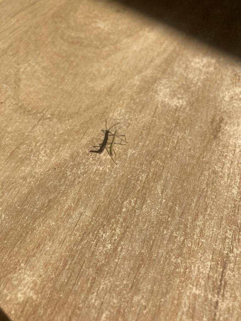 Wandelende takken, Wandelende tak