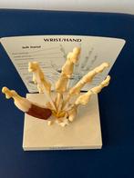 Anatomisch model : HAND, Ophalen of Verzenden