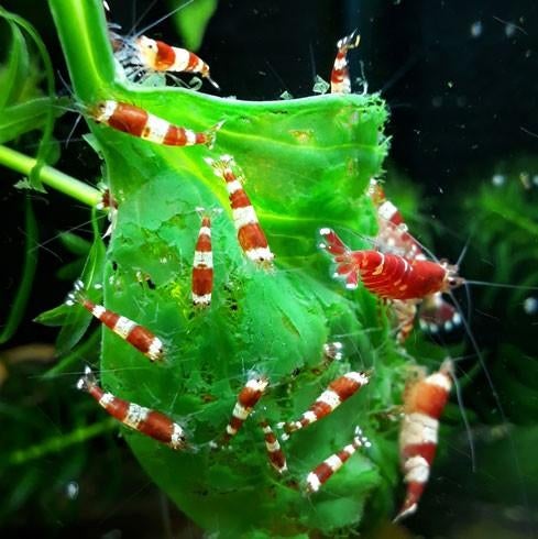 Crystal Red garnalen – hard en zacht water, Dieren en Toebehoren, Kreeft, Krab of Garnaal
