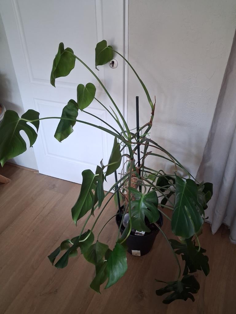 Grote, gezonde Monstera plant., Ophalen, Vaste plant, Overige soorten