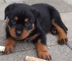 Grove ras zuivere rottweiler pups (1 teefje beschikbaar), 8 tot 15 weken, Meerdere, Meerdere dieren, Rottweiler