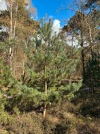 Grove Dennen te koop, Tuin en Terras, Planten | Bomen, Bloeit niet, Overige soorten, 250 tot 400 cm, Ophalen