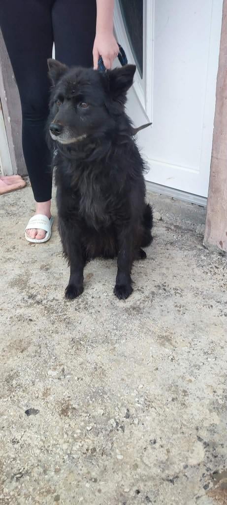 Mickey – Vrolijke kameraad met een gouden hart, Dieren en Toebehoren, Honden | Niet-rashonden, Middel, Reu, Particulier, Eén hond