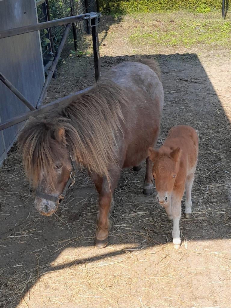 Te koop mini appaloosa merrie met hengstveulen, Dieren en Toebehoren, Pony's, Meerdere dieren, A pony (tot 1.17m), 0 tot 2 jaar