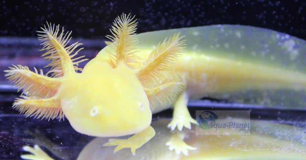 Axolotl - Golden Albino "Baby", Overige typen, Zoetwatervis