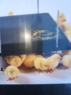Warmte lamp kuikens, warmteplaat, schouwlamp broedeieren