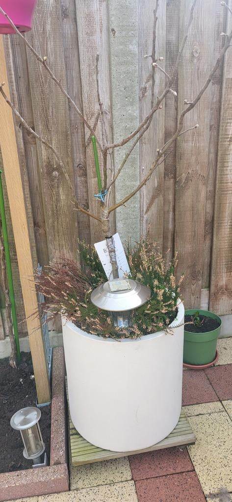 Natur Puri Appelboom en perenboom., Tuin en Terras, Ophalen