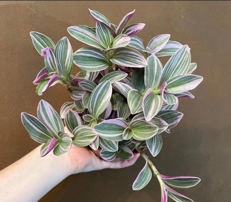 Tradescantia sweetness stekjes, Huis en Inrichting, Kamerplanten, Ophalen of Verzenden, Halfschaduw, Minder dan 100 cm