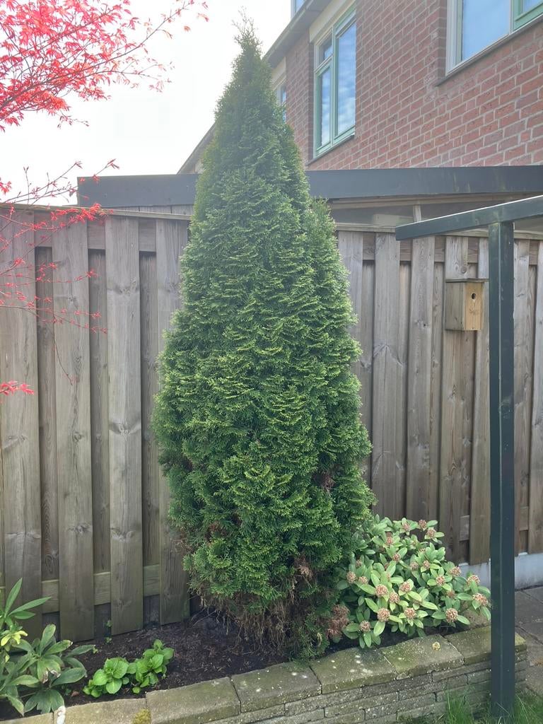 Conifeer en boompje, Ophalen, Bloeit niet, Halfschaduw, Overige soorten