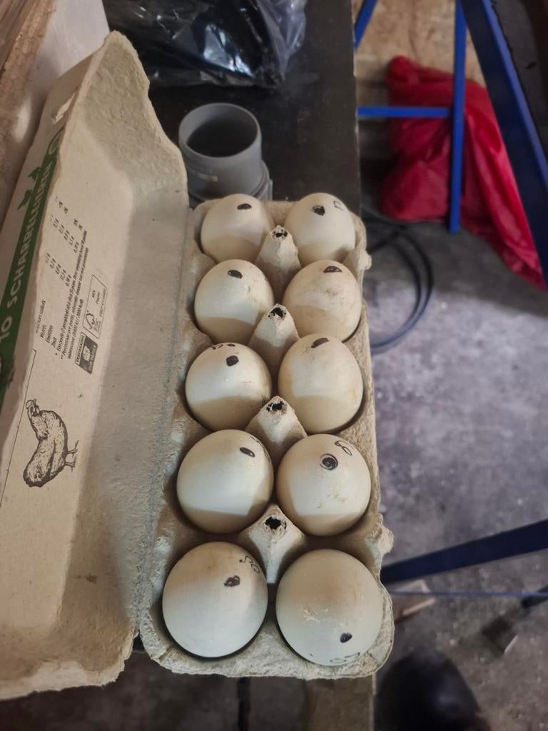 Broedeieren te koop van witte loopeend., Dieren en Toebehoren, Pluimvee, Geslacht onbekend, Eend