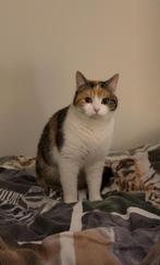 Poes vermist., Dieren en Toebehoren