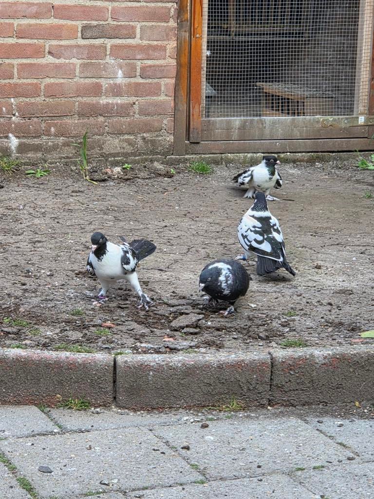 Kelebek duiven, Meerdere dieren, Postduif
