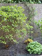 Rozenboog metaal Lengte is 2 meter 9 Breedte is 1 meter 5, Ophalen, Gebruikt, IJzer, Overige typen