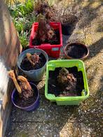 Gunnera Manicata Reuzenrabarber  (nog 4), Vaste plant, Halfschaduw, Herfst, Ophalen