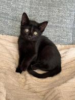 3 schattige kitten poesjes, Dieren en Toebehoren, Katten en Kittens | Overige Katten, Poes