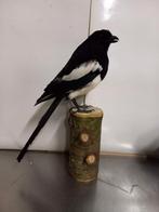 Opgezette ekster, Ophalen of Verzenden, Zo goed als nieuw, Vogel, Opgezet dier