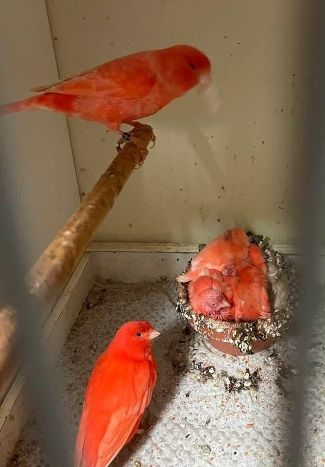 Rood intensief pop 2025, Dieren en Toebehoren, Vogels | Kanaries, Vrouwelijk, Kleurkanarie