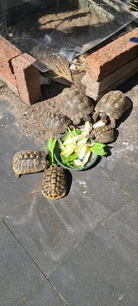 Gezocht testudo marginata man voor dekking van onze vrouwen, Dieren en Toebehoren, Reptielen en Amfibieën, Slang, 0 tot 2 jaar