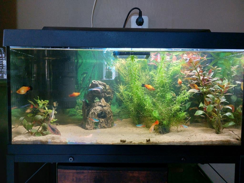 Aquarium gratis, inboedel voor €80. VANDAAG HALEN, Dieren en Toebehoren, Vissen | Aquaria en Toebehoren, Ophalen of Verzenden